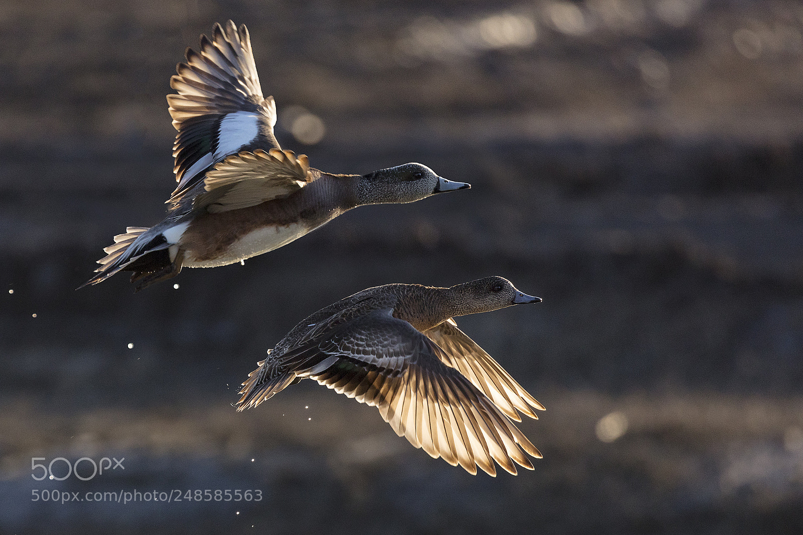 Canon EOS 5DS sample photo. Sunset and wigeons photography