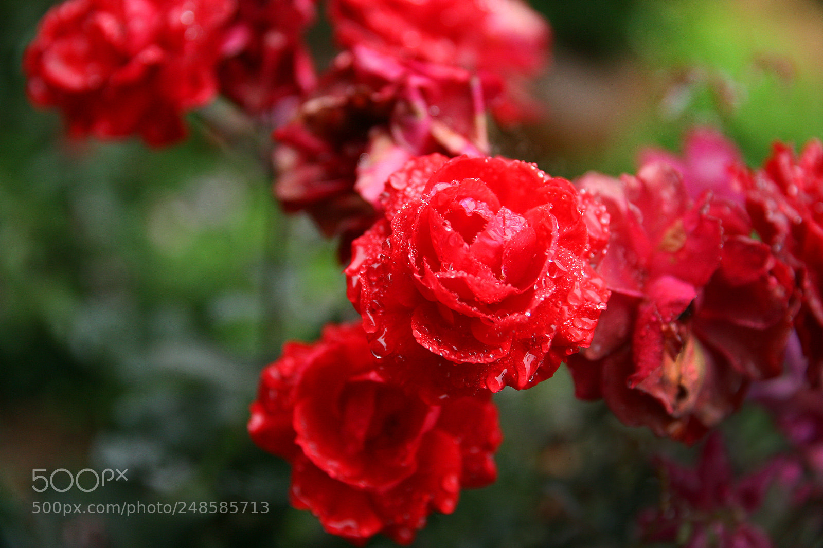Canon EOS 5D sample photo. Rose flower for the photography