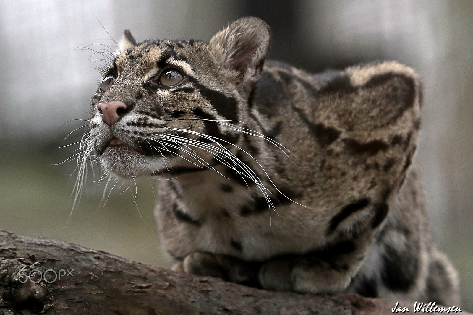 Canon EF 300mm F2.8L IS II USM sample photo. Clouded leopard photography