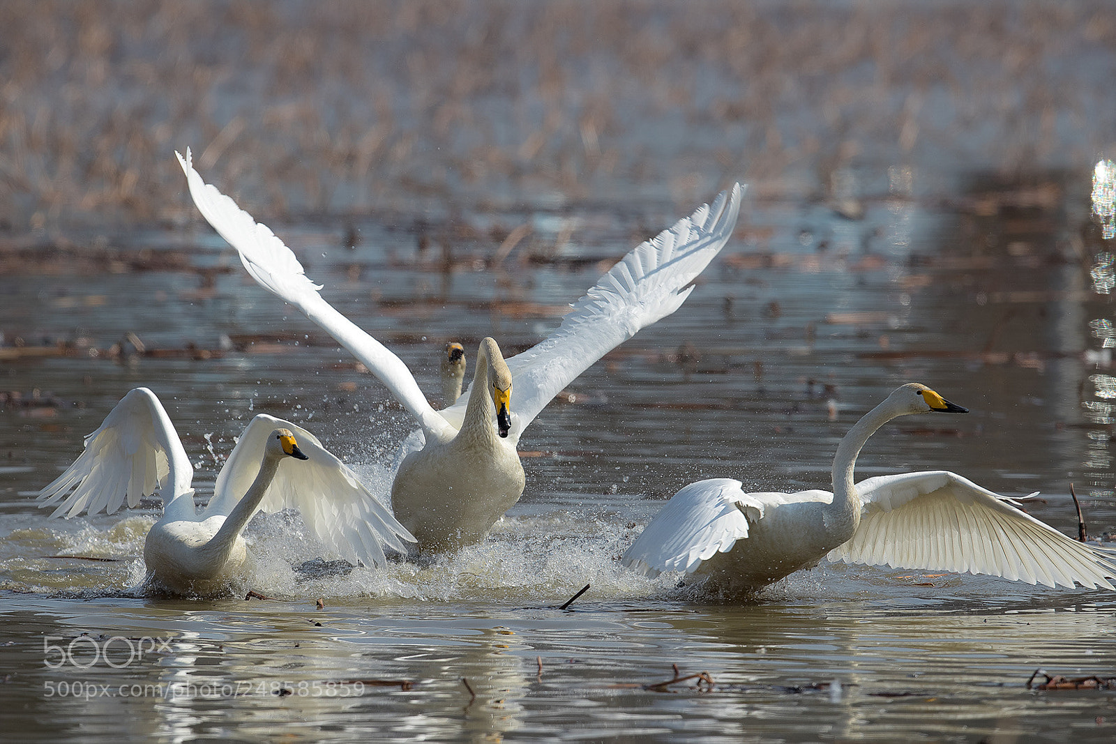 Canon EOS-1D X Mark II sample photo. 큰고니의 외침 photography