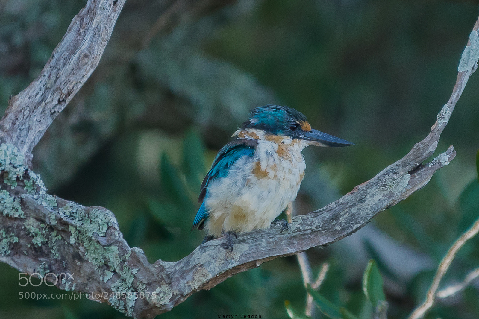 Canon EOS 7D Mark II sample photo. Kingfisher photography