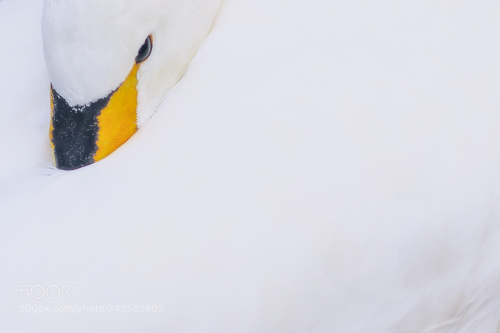 Canon EOS 5DS R sample photo. Sleeping swan photography