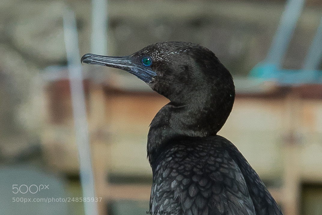 Canon EOS 7D Mark II sample photo. Cormorant photography
