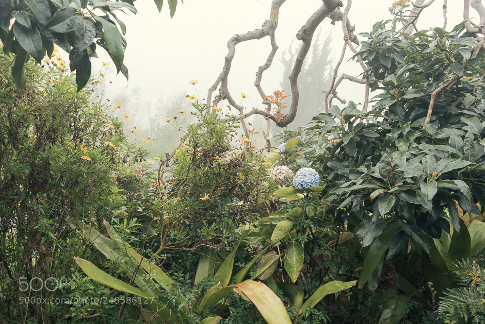Sony a7R II sample photo. Tropical tableau photography
