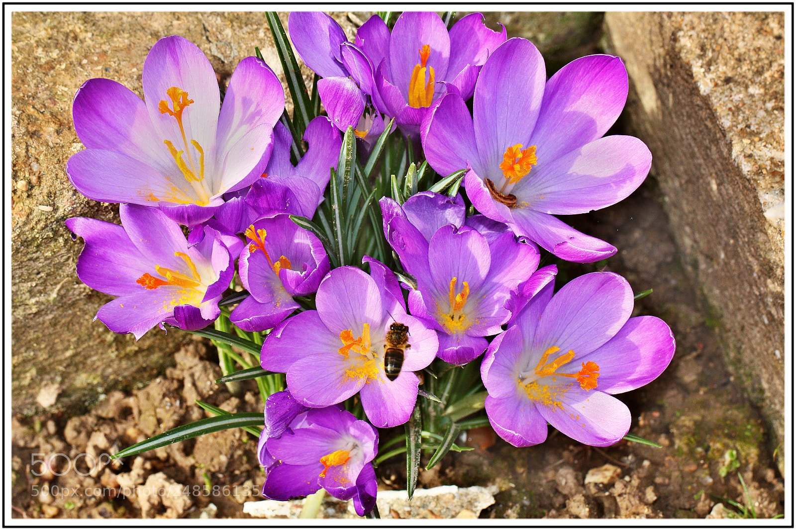Canon EOS 450D (EOS Rebel XSi / EOS Kiss X2) sample photo. Les crocus photography