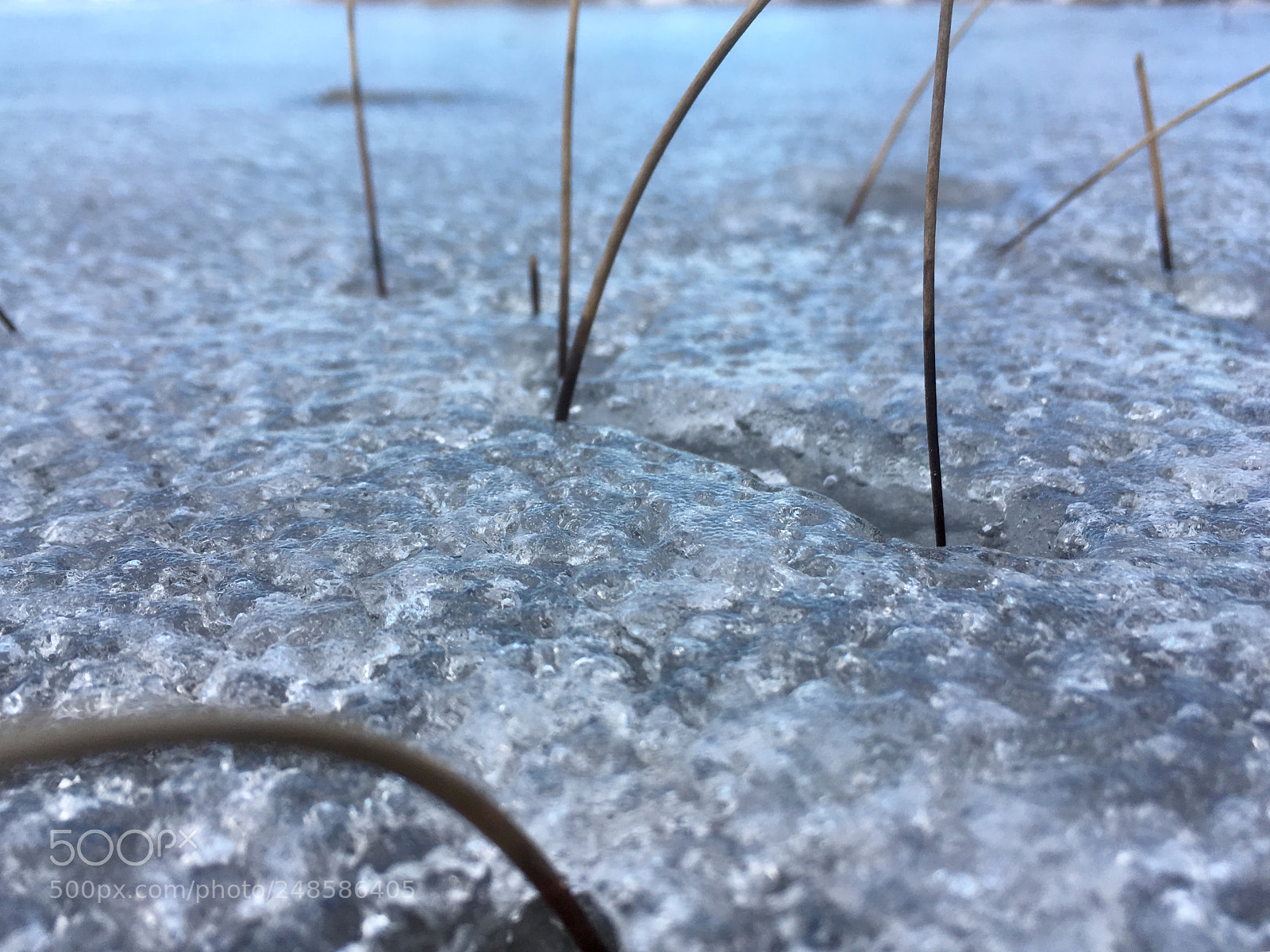 Apple iPhone SE sample photo. Frozen morning photography