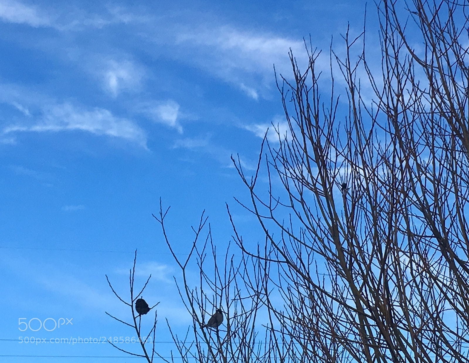 Apple iPhone SE sample photo. Early bird photography