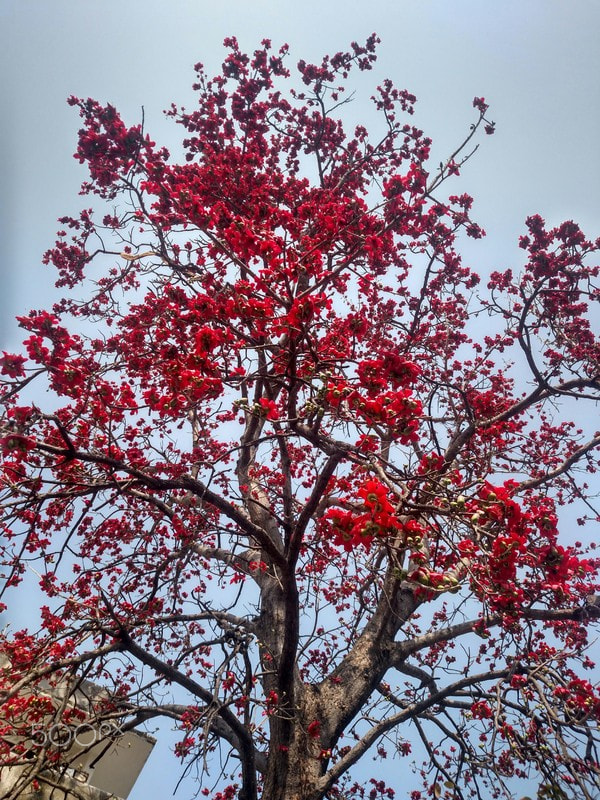 Motorola XT1225 sample photo. Semul tree in bloom photography