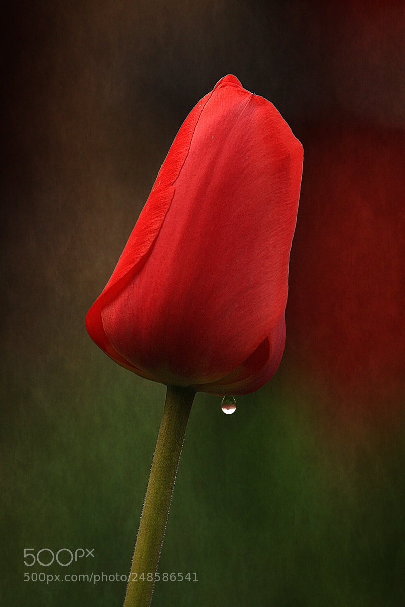 Canon EOS 50D sample photo. For all womans around photography