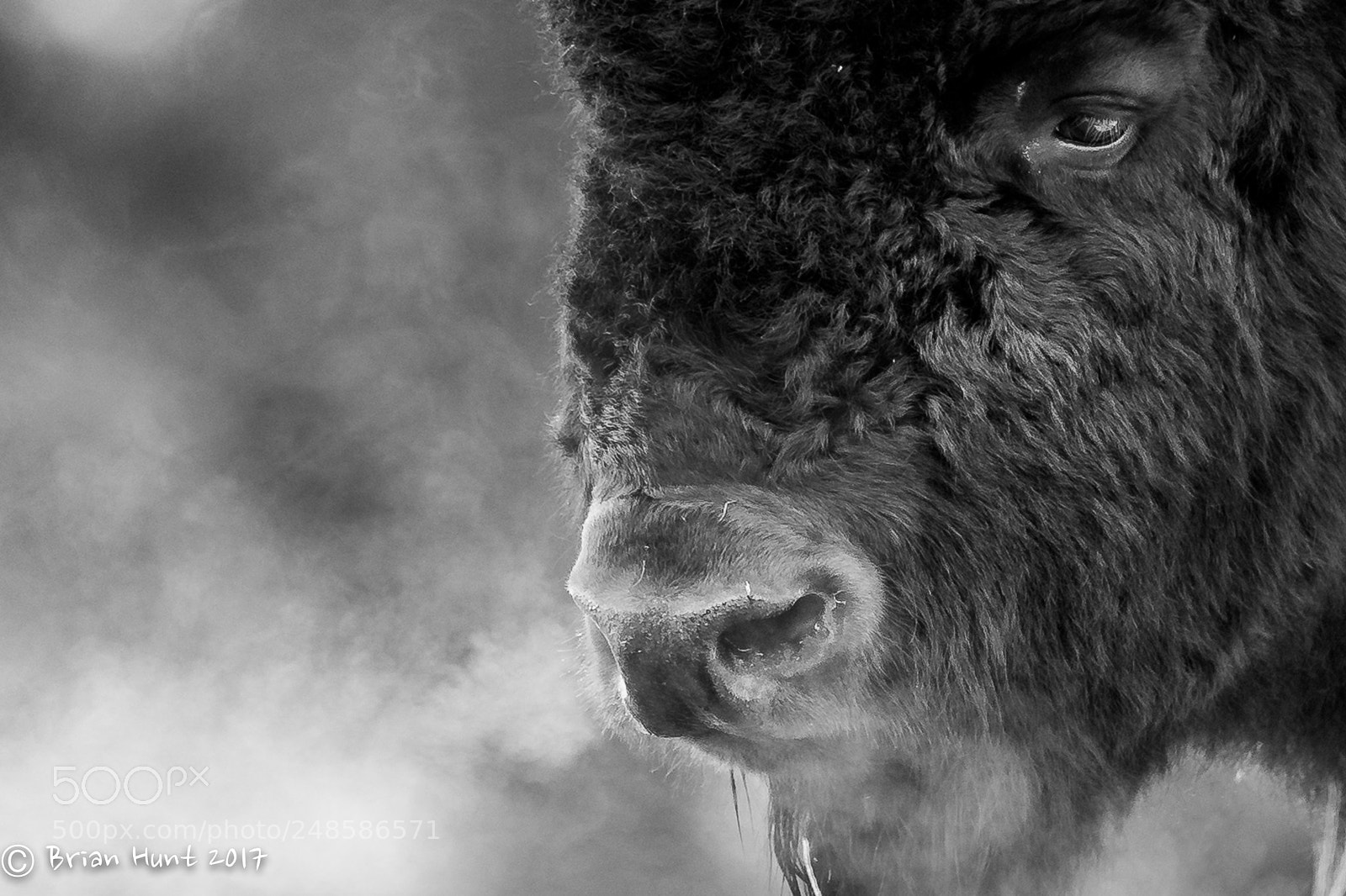 Canon EOS-1D X sample photo. Bison iii photography