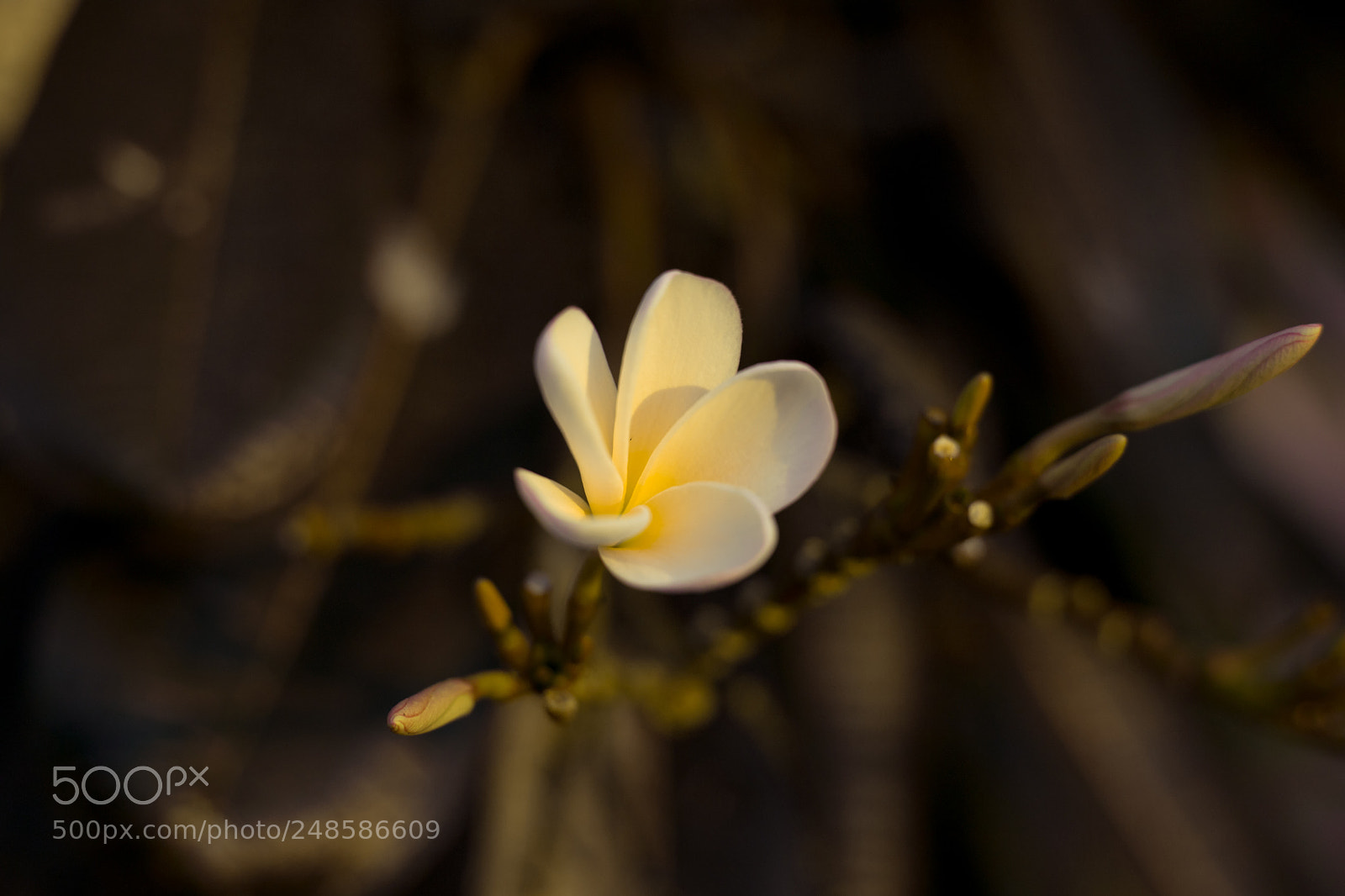 Canon EOS 6D Mark II sample photo. White yellow plumeria photography
