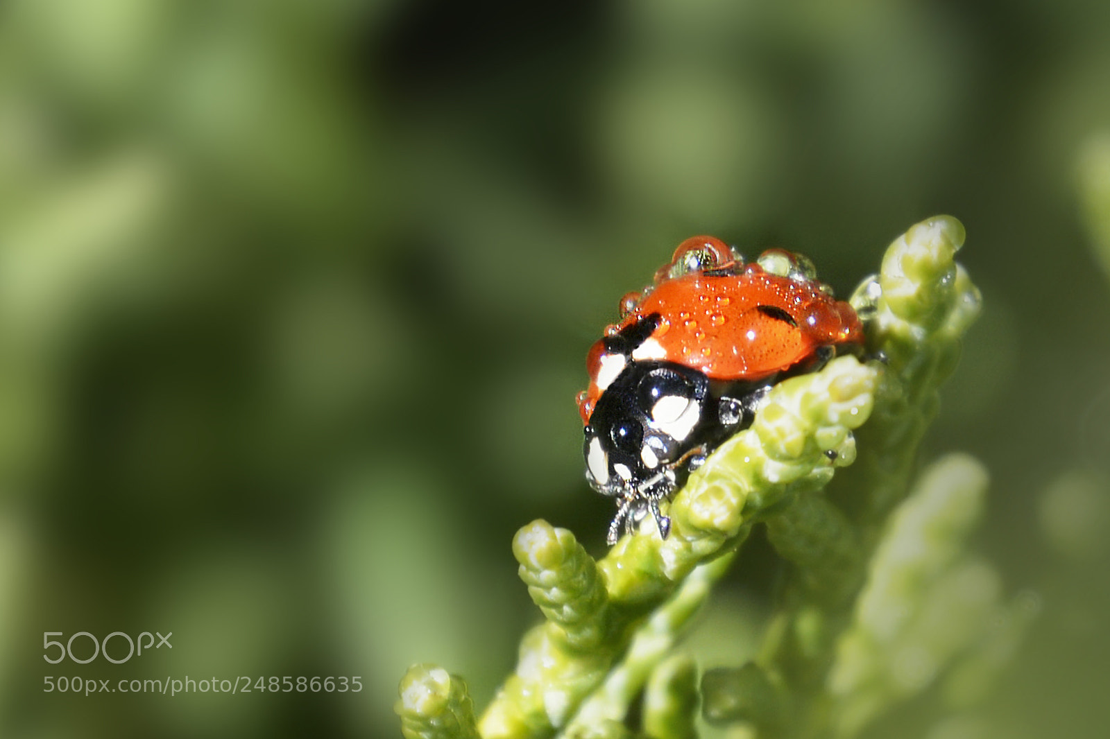 Nikon D5200 sample photo. Droplets photography