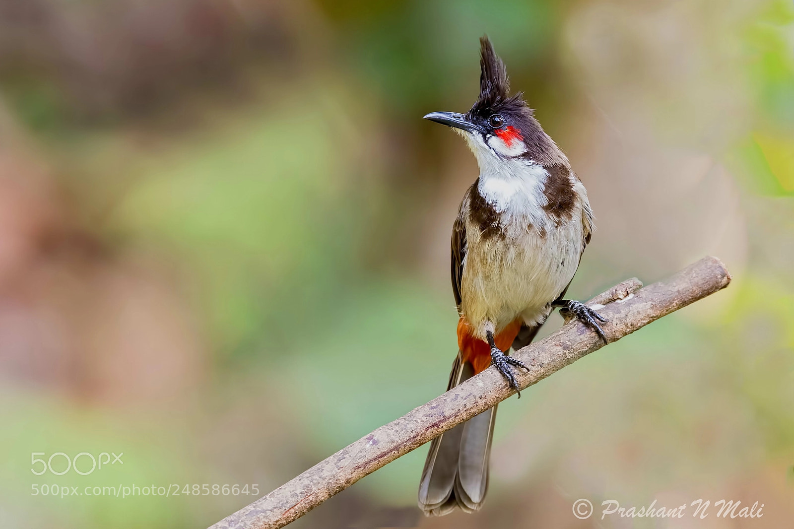 Canon EOS 7D Mark II sample photo. Redwhiskered bulbul photography