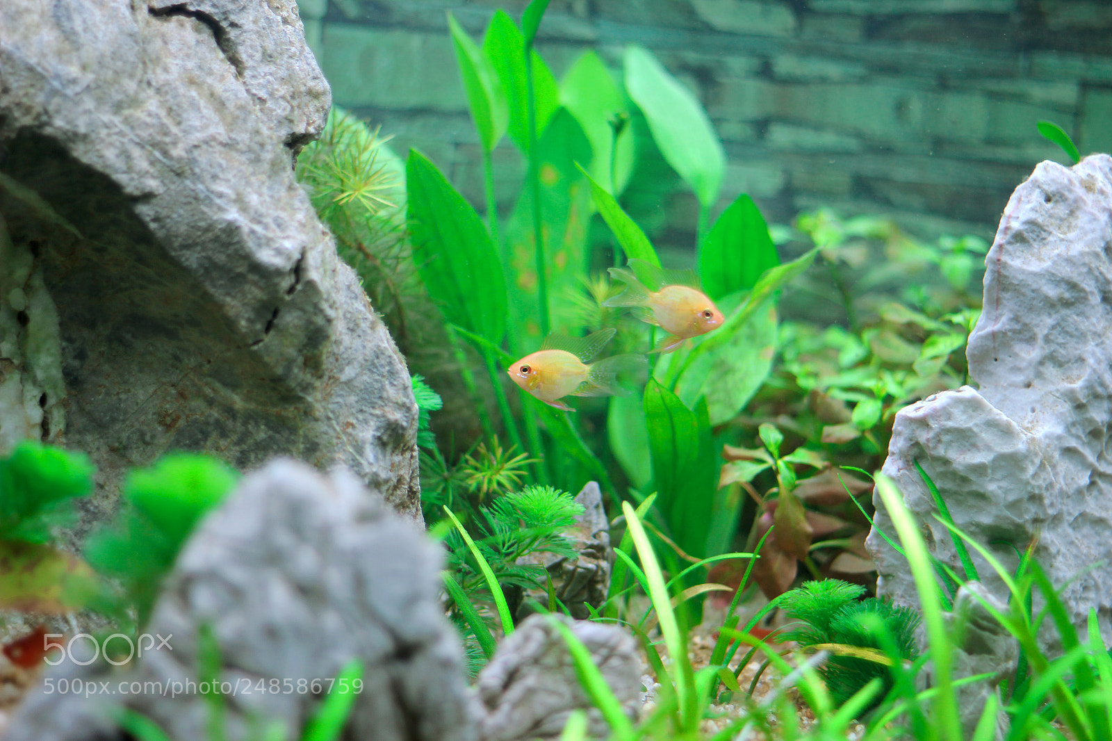 Canon EOS 60D sample photo. Fish photography