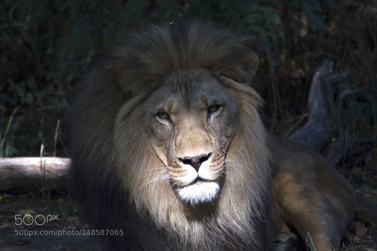 Nikon D3200 sample photo. Lion photography
