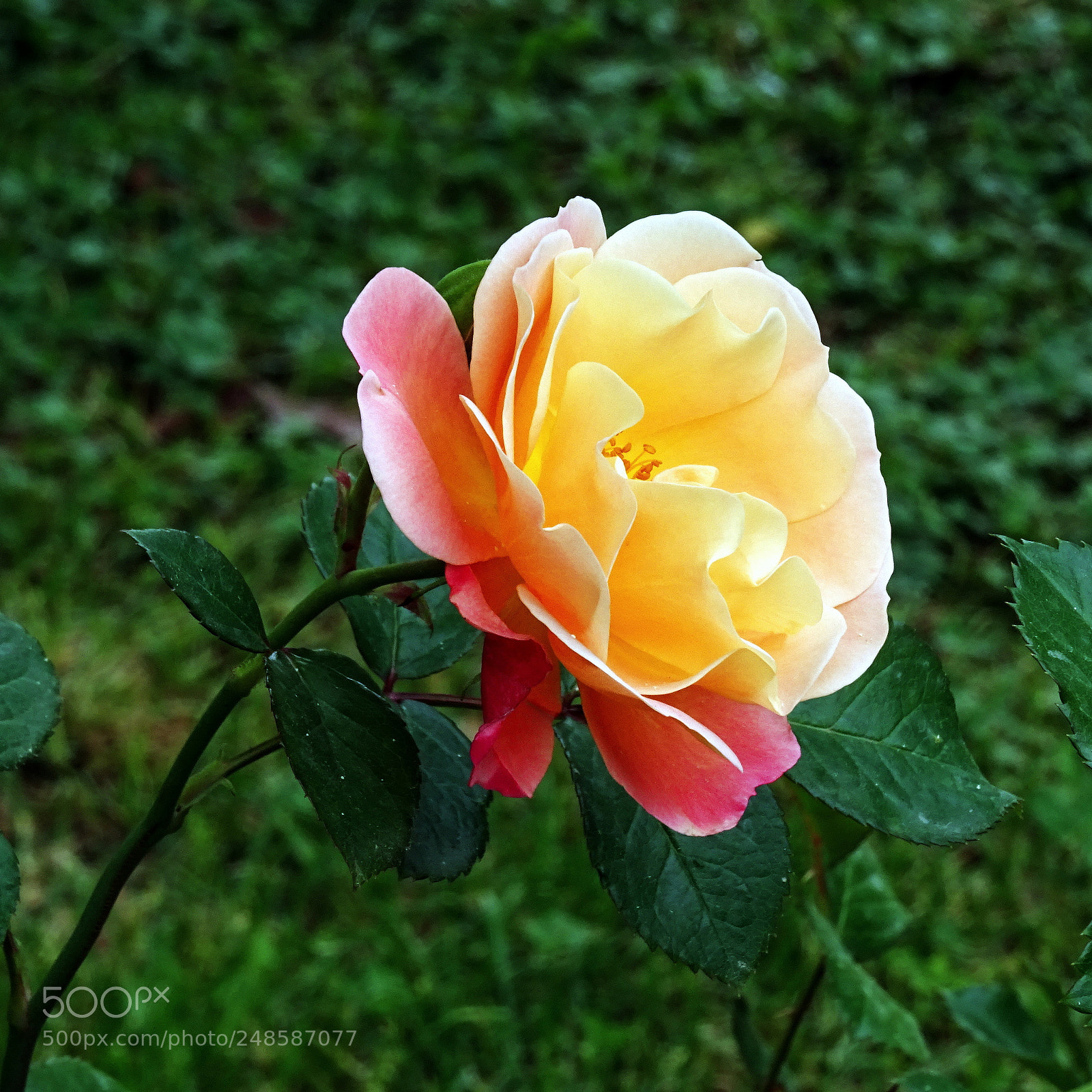 Sony DSC-HX60V sample photo. Happy world women's day photography