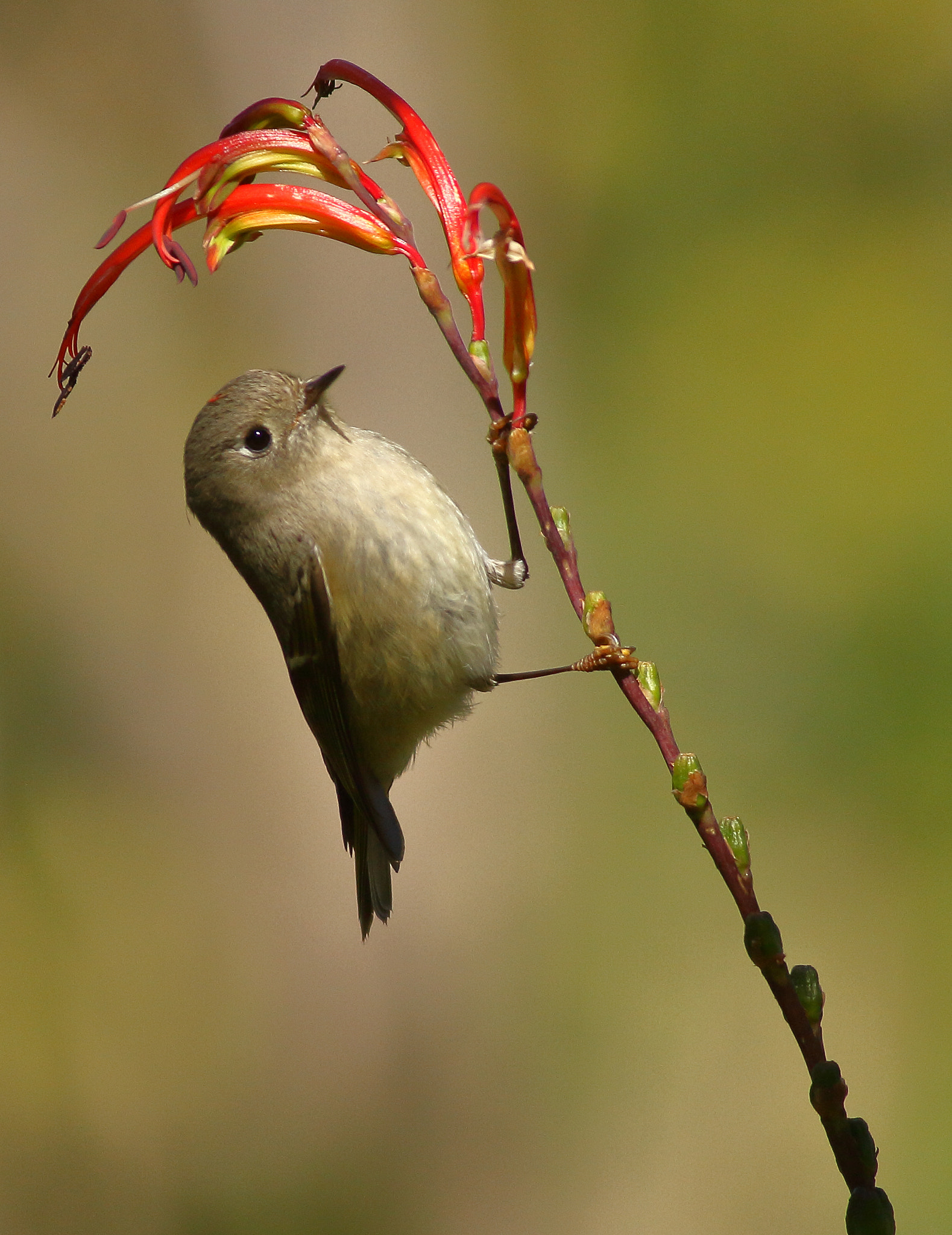 Canon EOS 7D + Canon EF 400mm F5.6L USM sample photo. Ruby-crowned kinglet photography