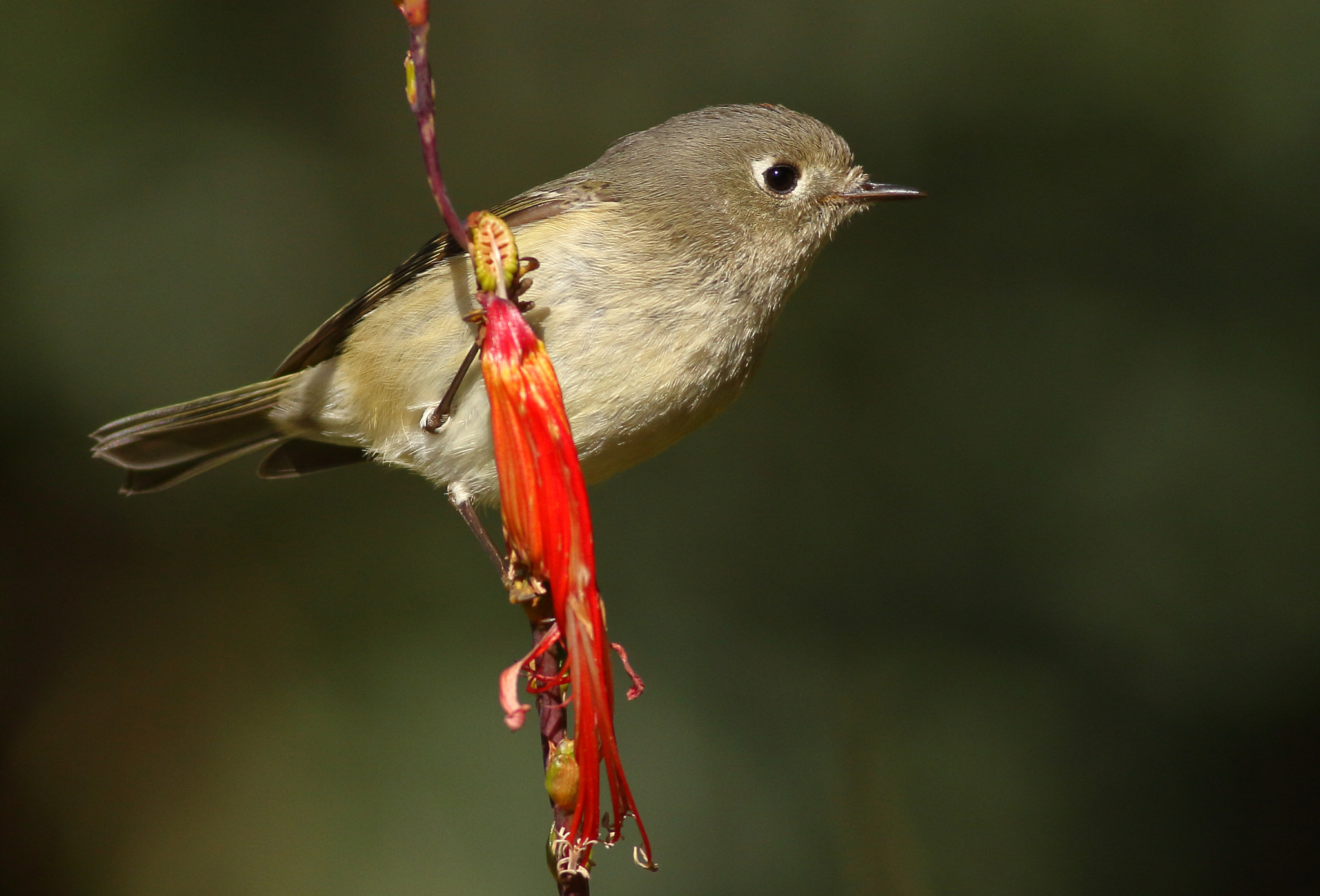Canon EOS 7D + Canon EF 400mm F5.6L USM sample photo. Ruby-crowned kinglet photography
