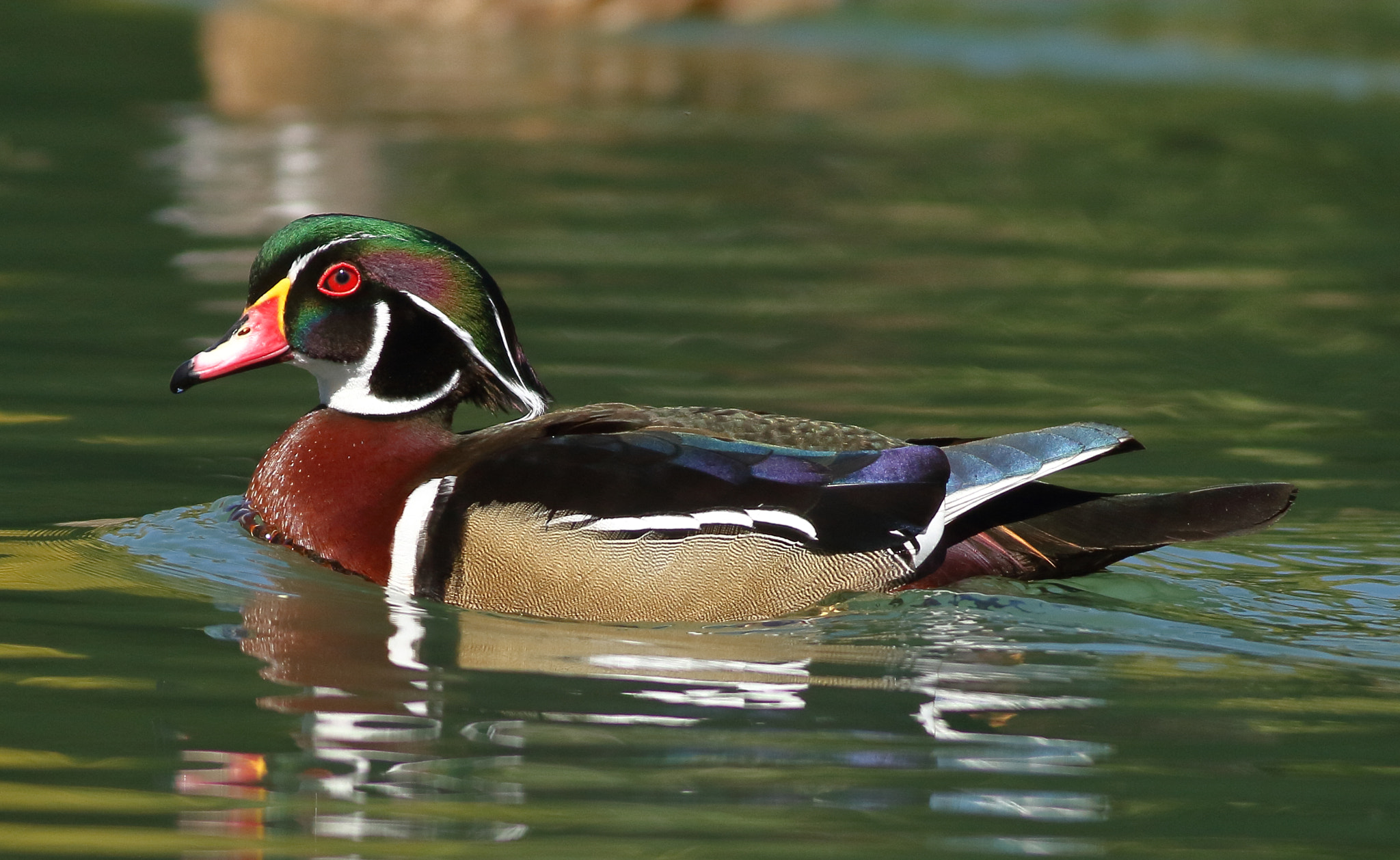 Canon EOS 7D + Canon EF 400mm F5.6L USM sample photo. Wood duck photography