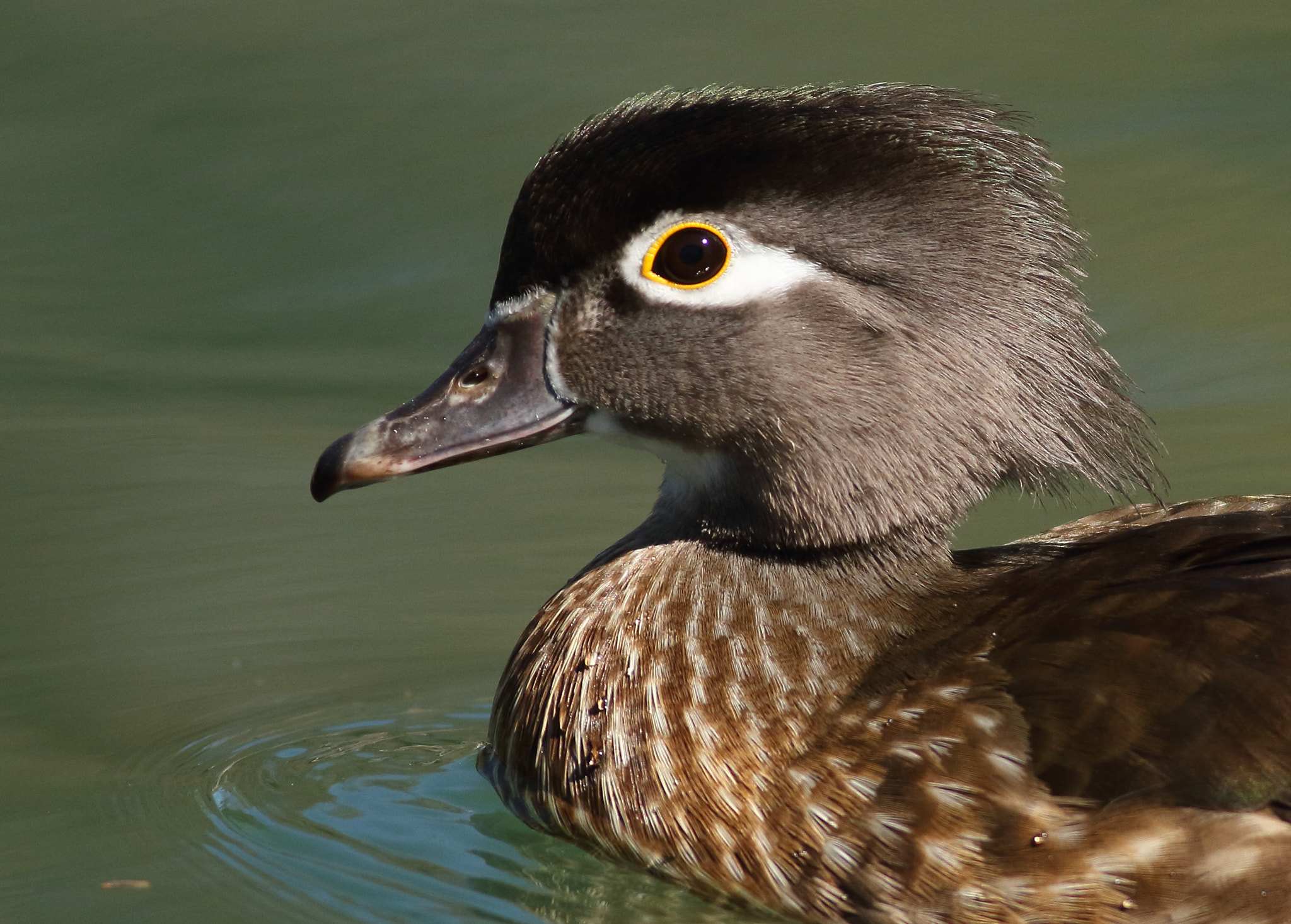 Canon EOS 7D + Canon EF 400mm F5.6L USM sample photo. Lady wood duck photography