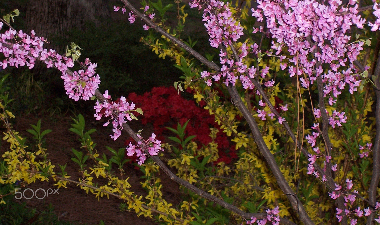 Kodak CX7430 ZOOM DIGITAL CAMERA sample photo. April flowers photography