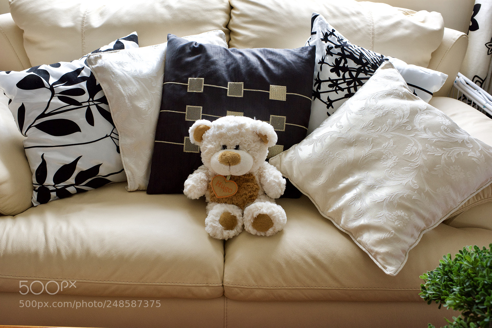 Nikon D810 sample photo. Teddy photography
