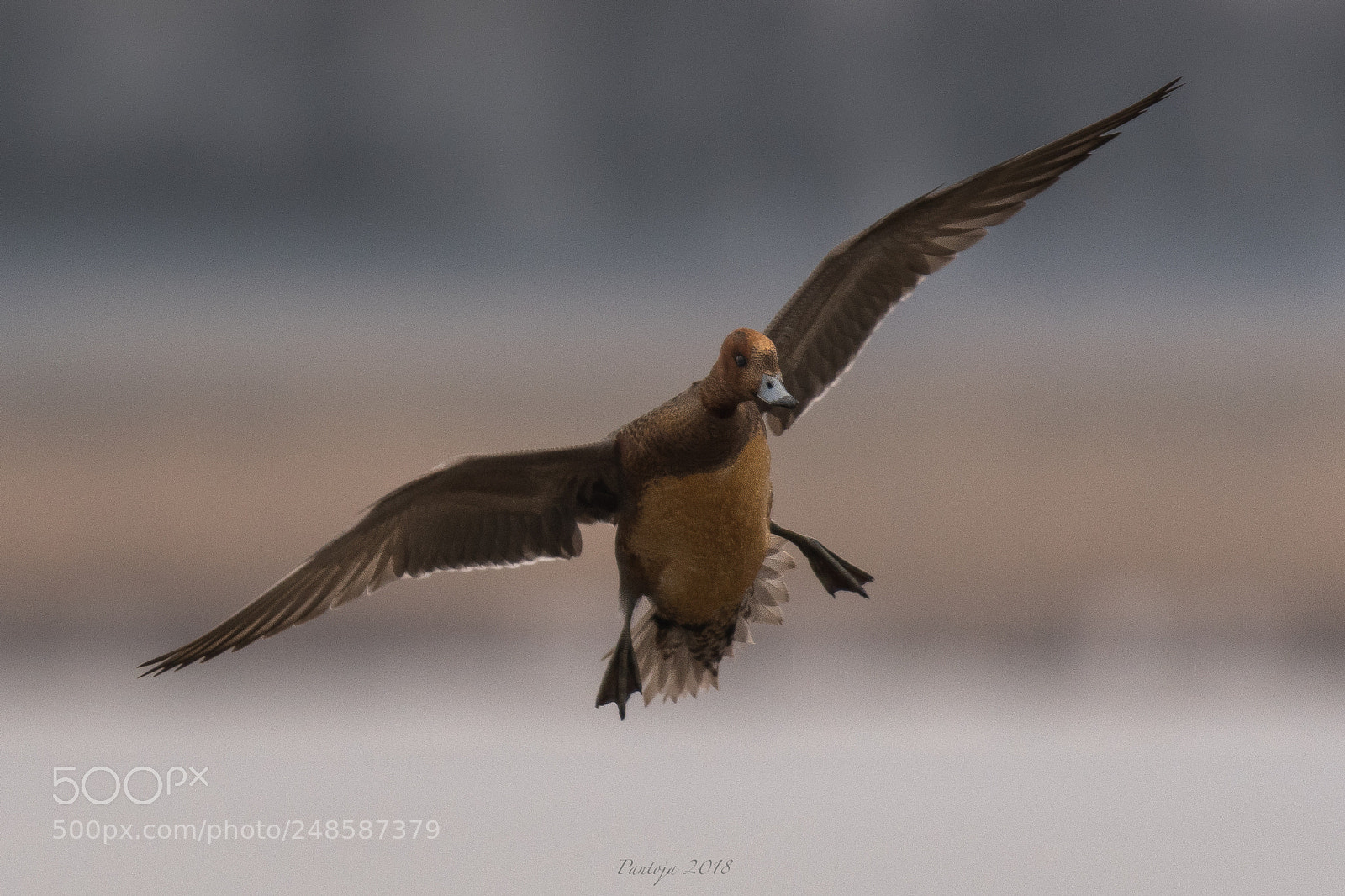 Nikon D500 sample photo. Ready for landing photography