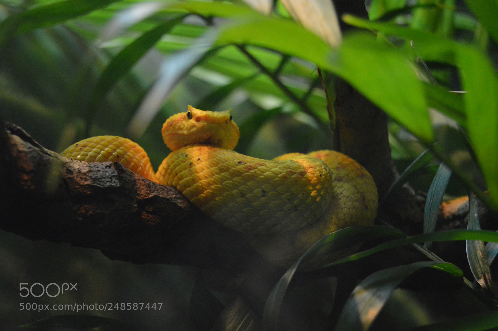 Nikon D3200 sample photo. Yellow photography