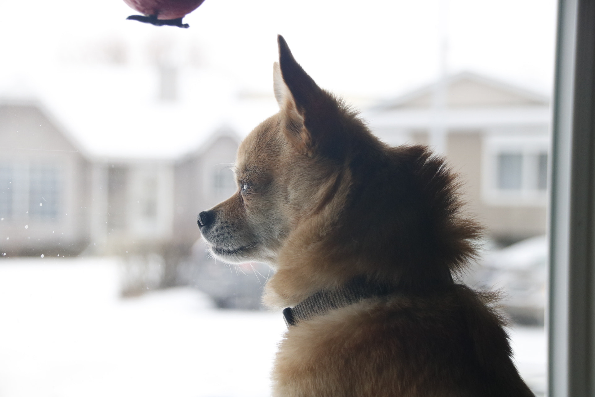 Sigma 18-250mm F3.5-6.3 DC OS HSM sample photo. Watching for dad to get home photography