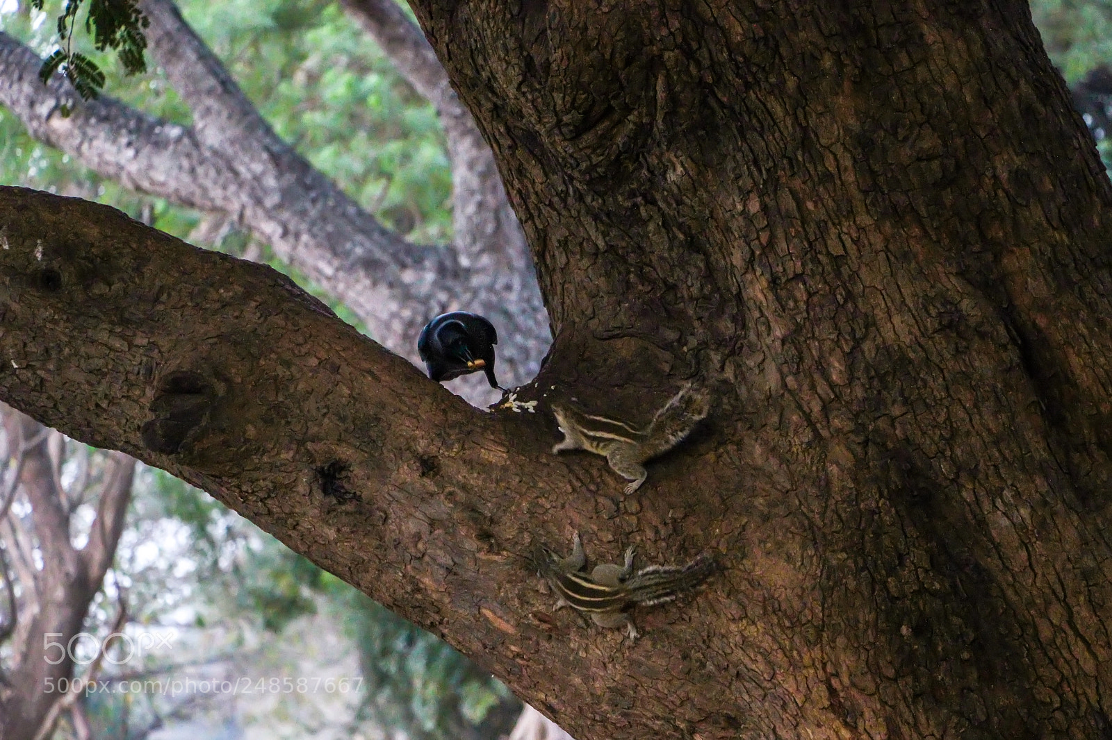 Canon EOS 600D (Rebel EOS T3i / EOS Kiss X5) sample photo. Fight for survive photography