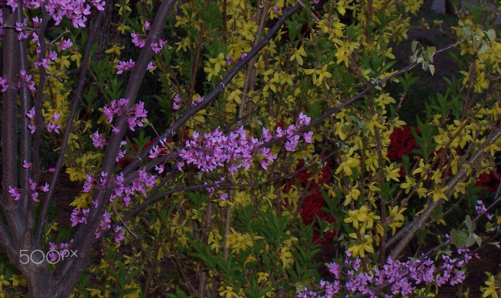 Kodak CX7430 ZOOM DIGITAL CAMERA sample photo. The colors of april photography