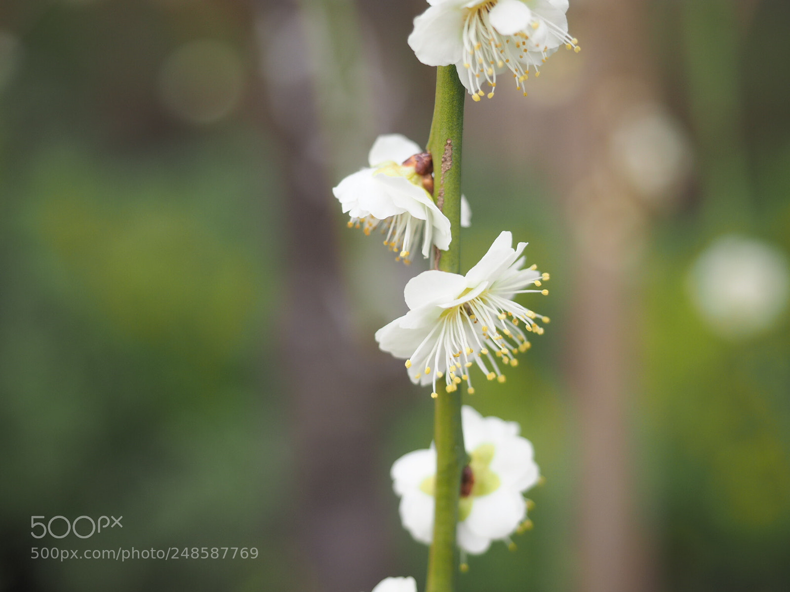 Olympus OM-D E-M1 sample photo. Ume photography
