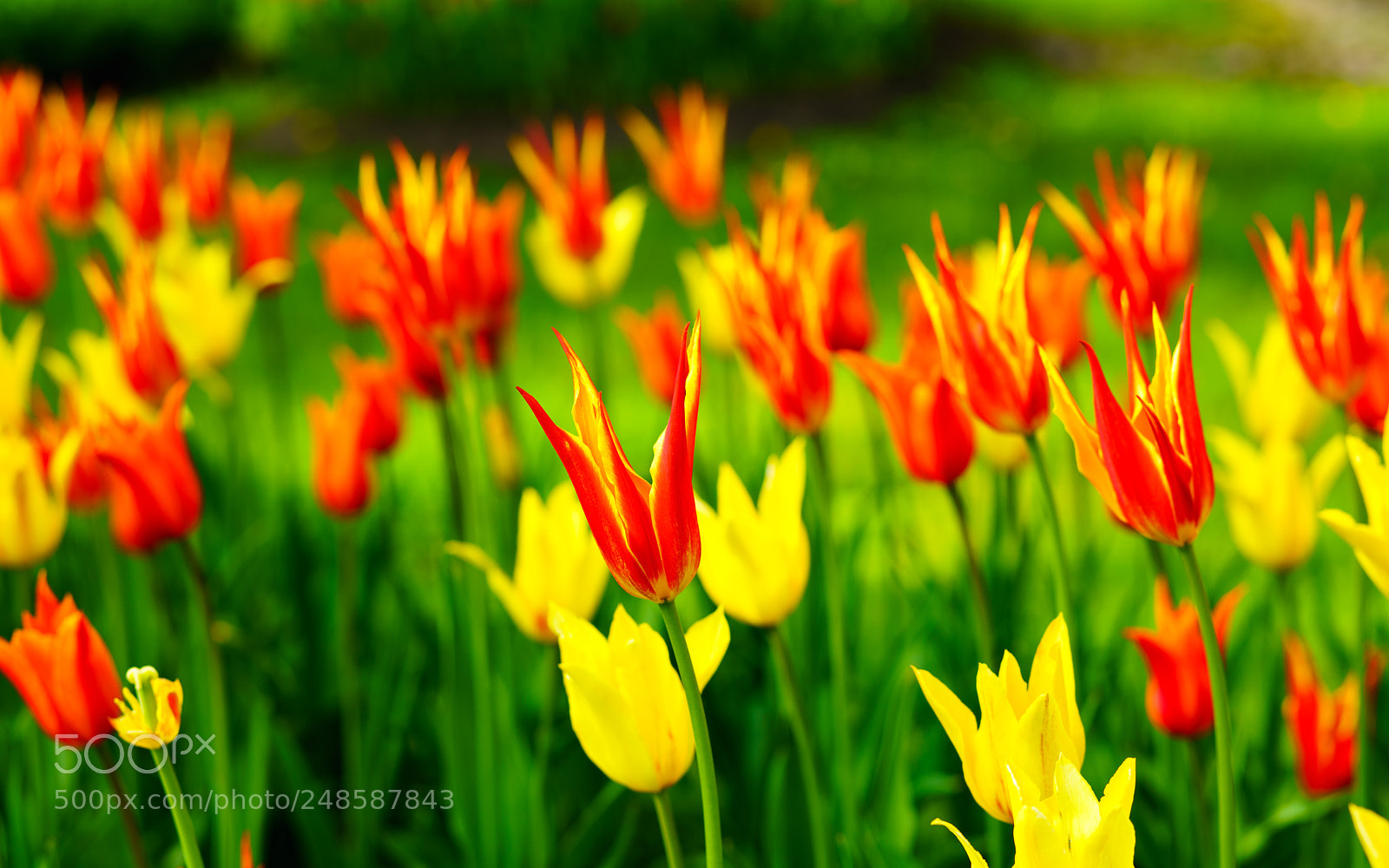 Sony a7R II sample photo. Tulip 26. photography