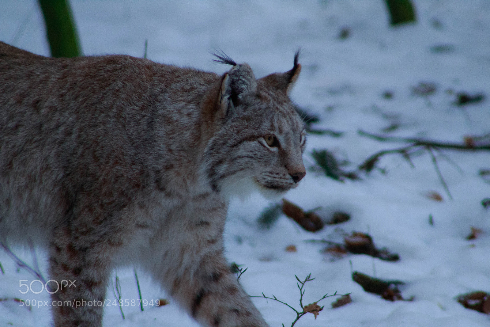 Canon EOS 1300D (EOS Rebel T6 / EOS Kiss X80) sample photo. Der luchs photography