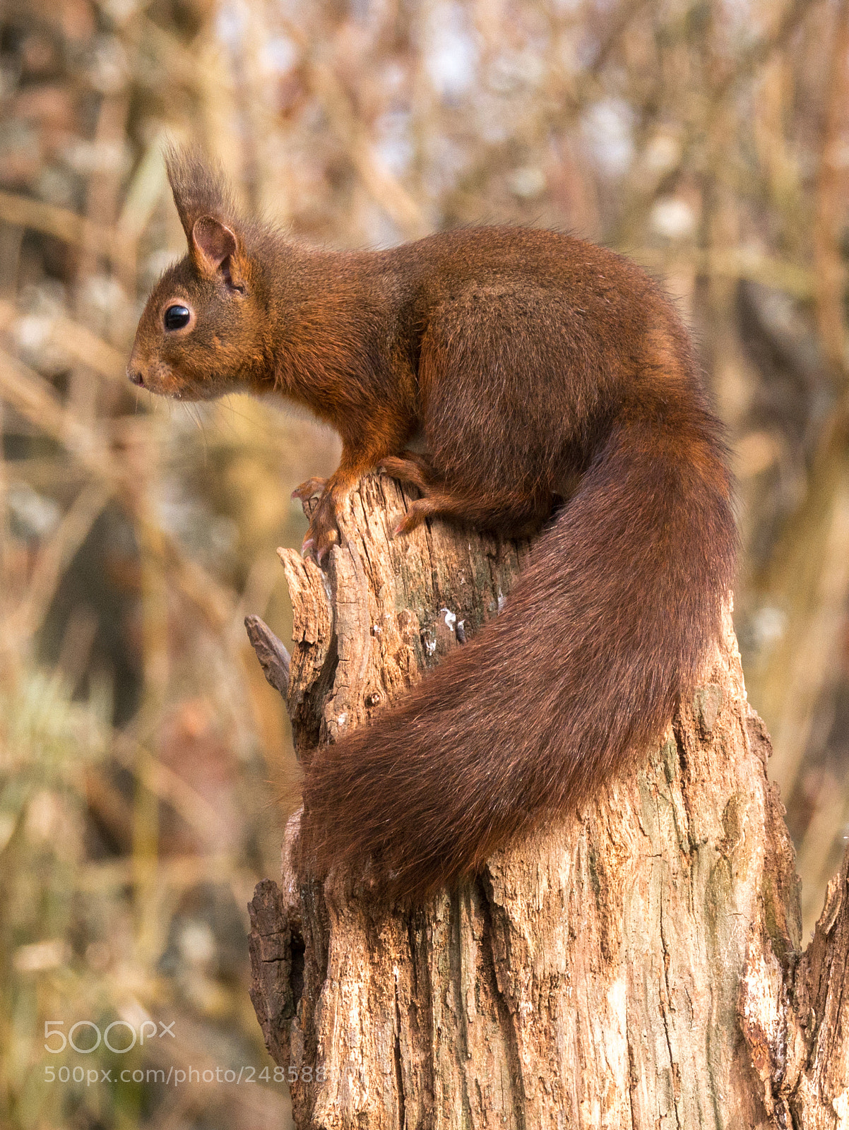 Panasonic Lumix DMC-GX7 sample photo. Squirrel on a trunk photography