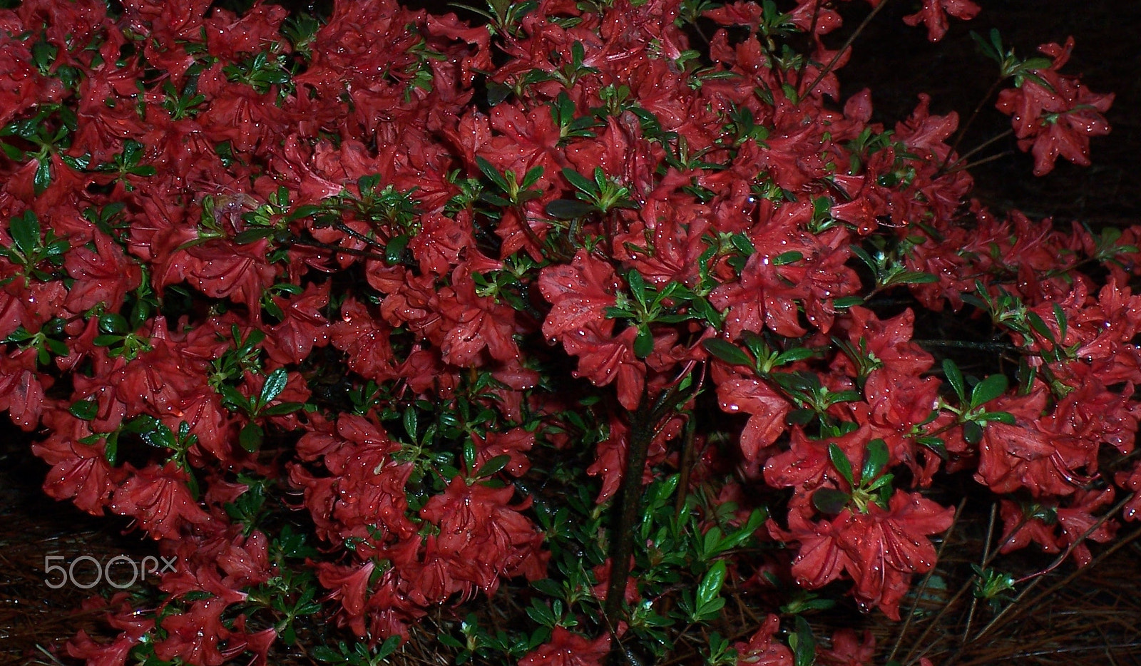Kodak CX7430 ZOOM DIGITAL CAMERA sample photo. Pink azaleas after a refreshing rain photography