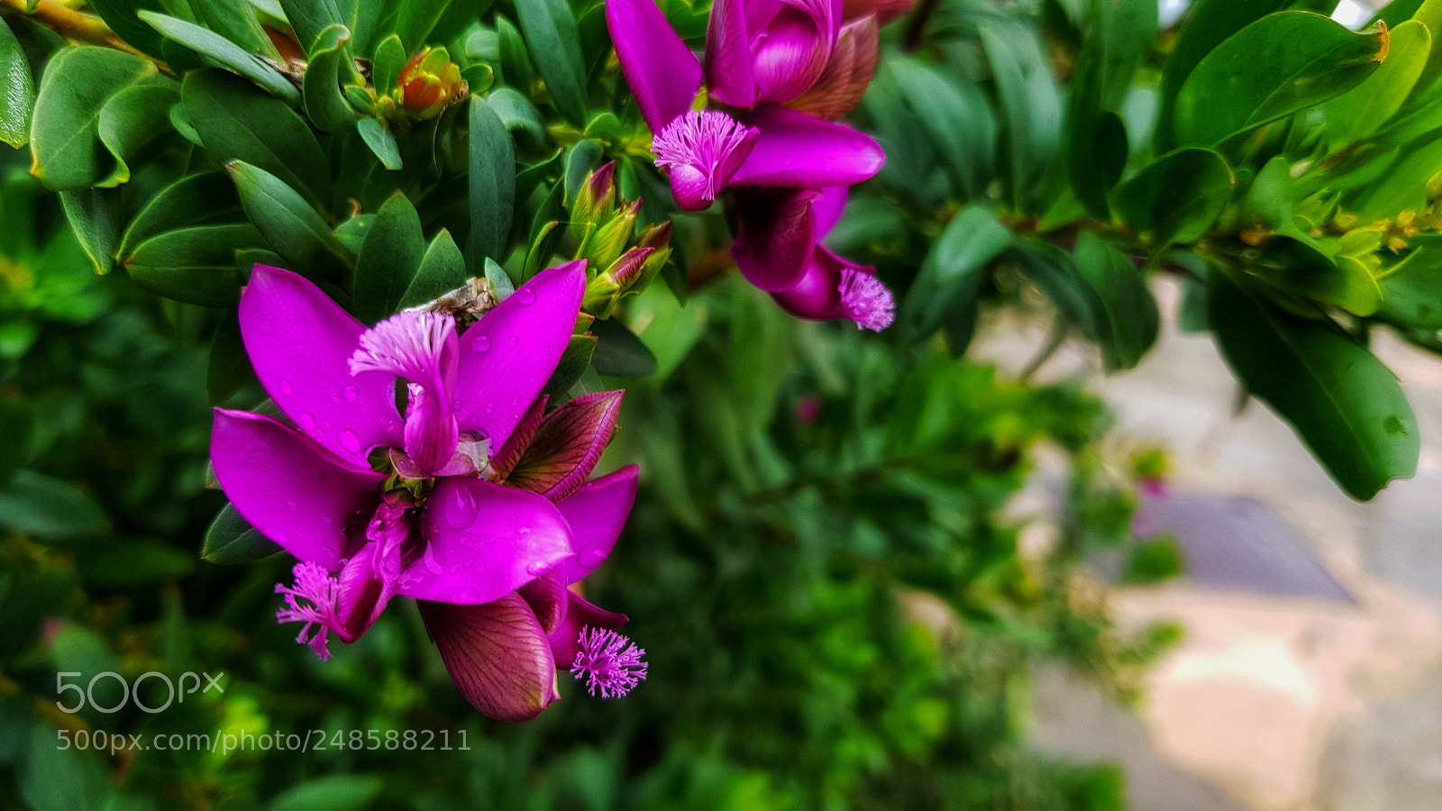 Samsung Galaxy S8 sample photo. Pink photography