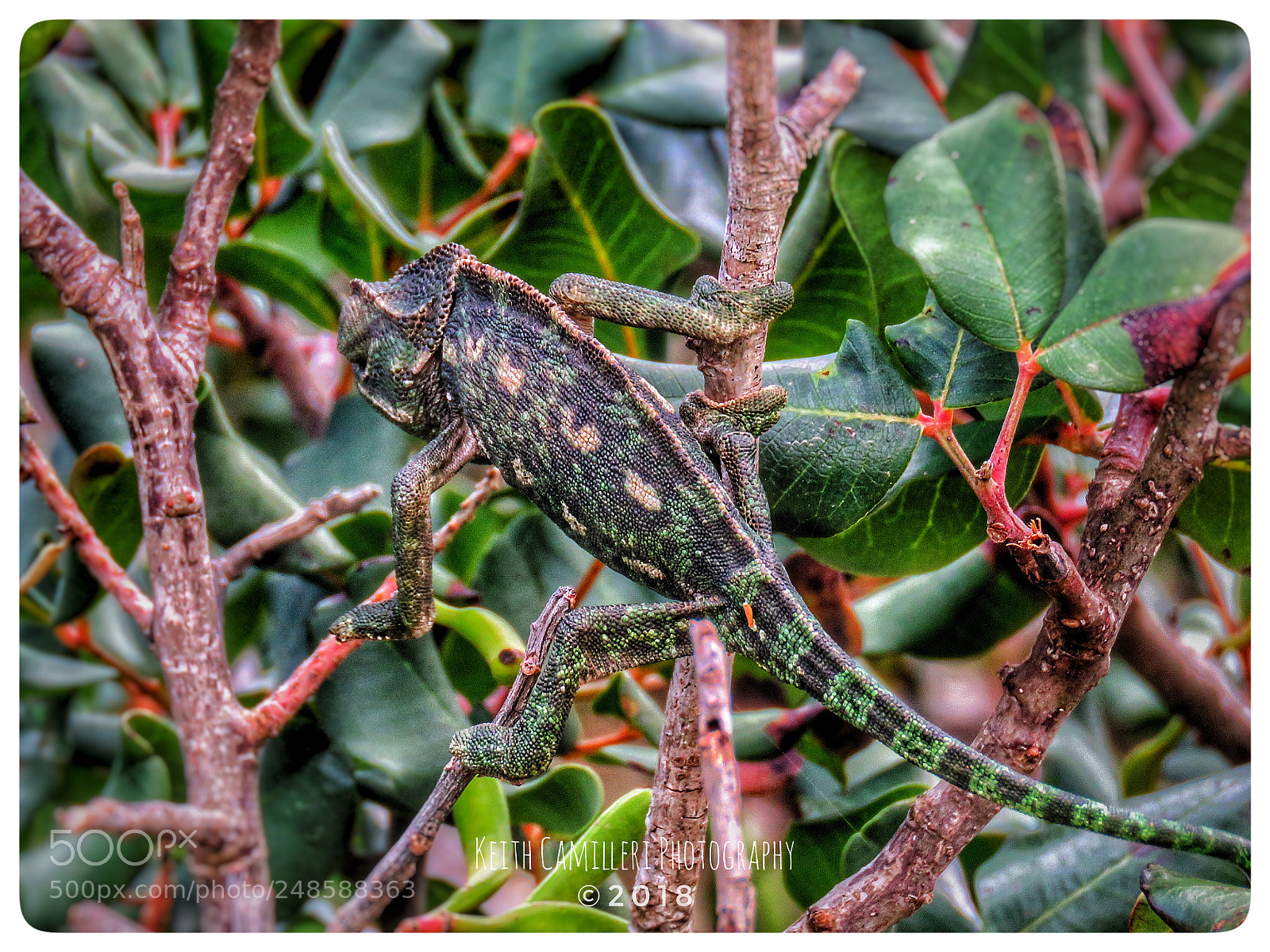 Canon PowerShot SX60 HS sample photo. Camaleon photography