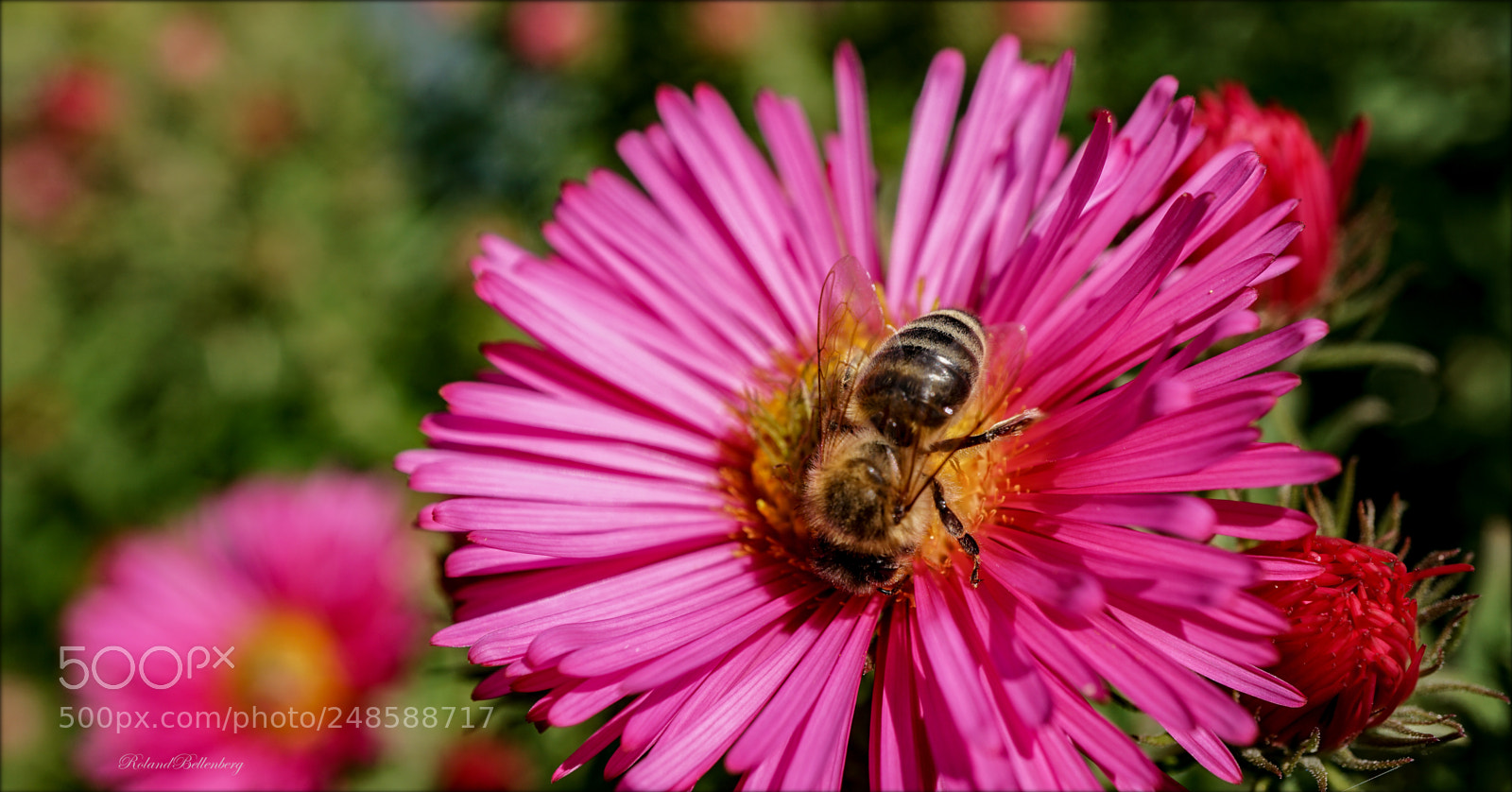 Sony a6000 sample photo. Some colour.. photography