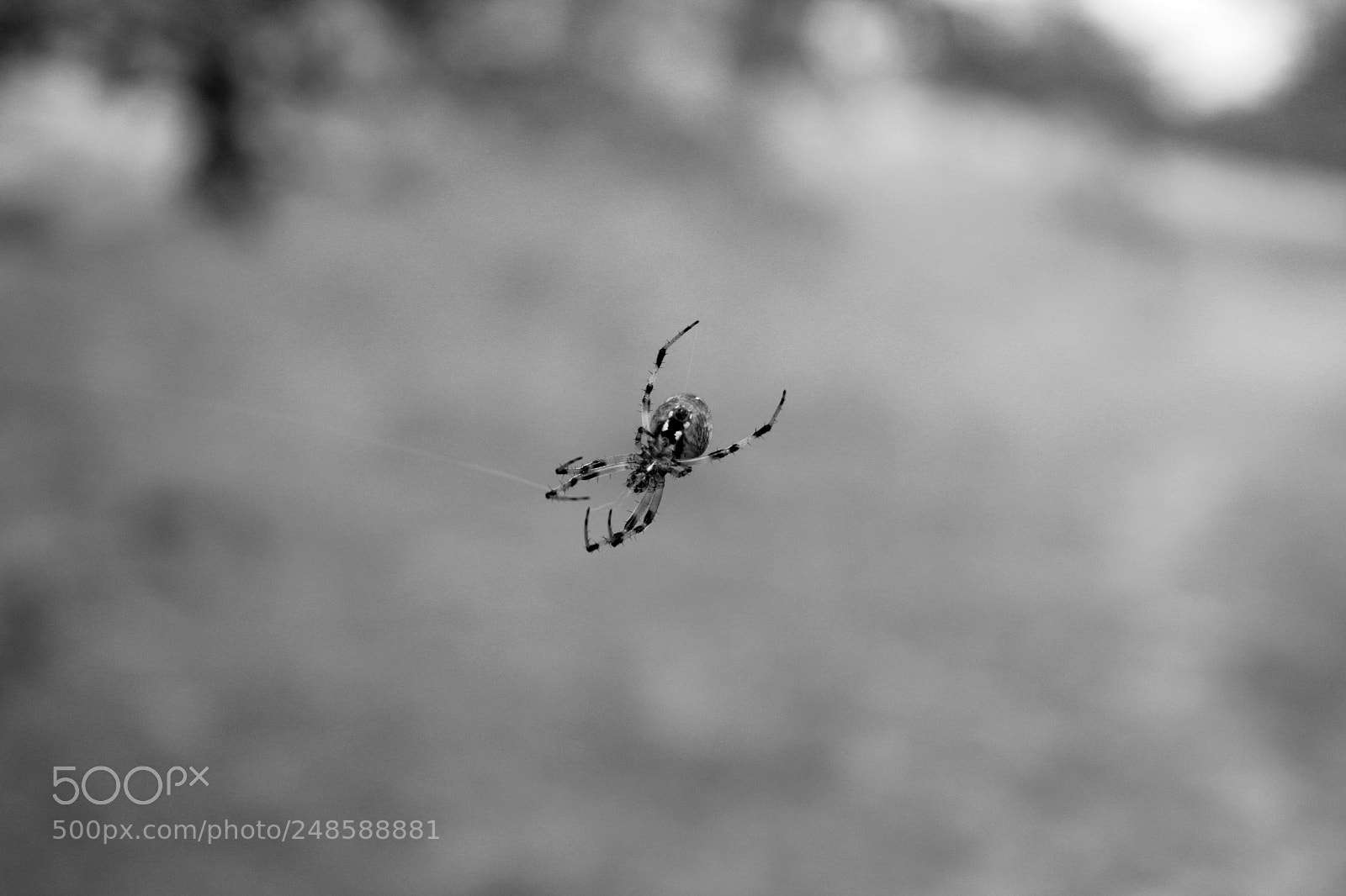 Canon EOS 1300D (EOS Rebel T6 / EOS Kiss X80) sample photo. Spider photography