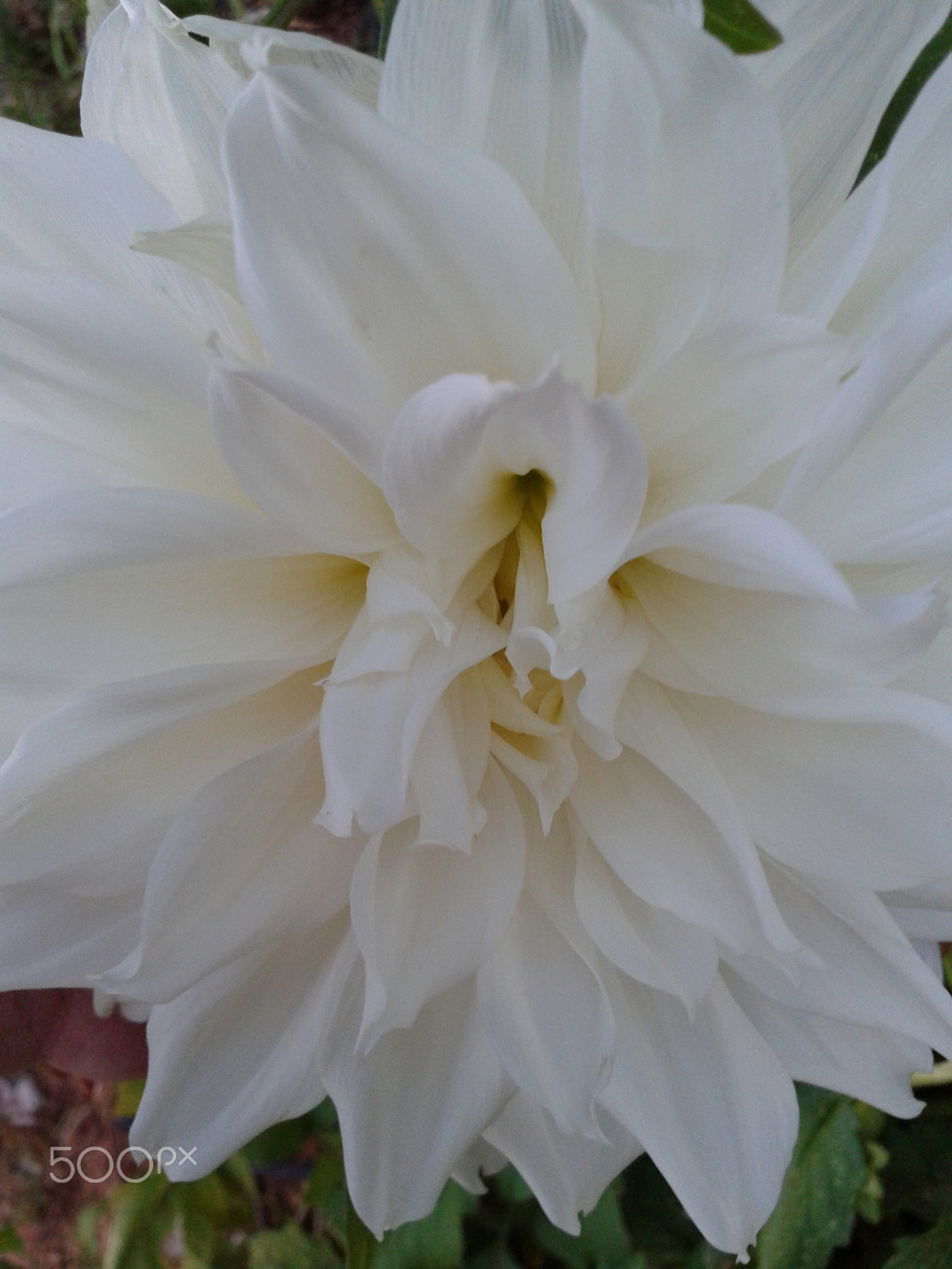 Samsung Galaxy S Stratosphere sample photo. White dahlia photography