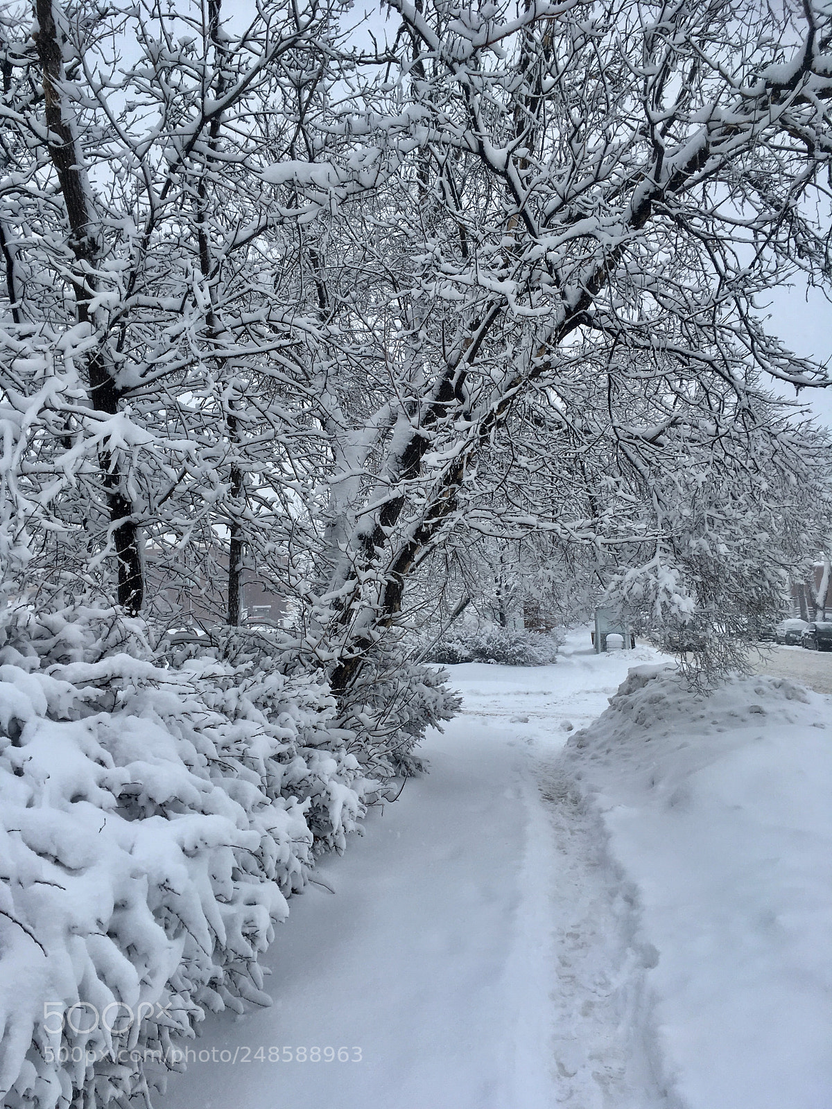 Apple iPhone SE sample photo. Spring snowfall photography