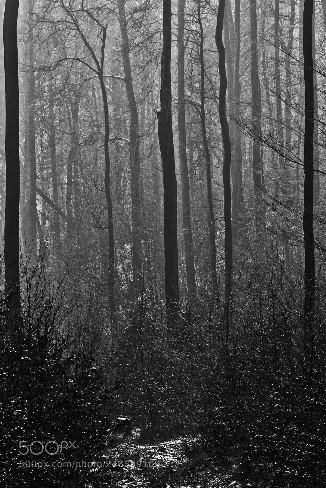 Canon EOS 60D sample photo. The path disappears between photography