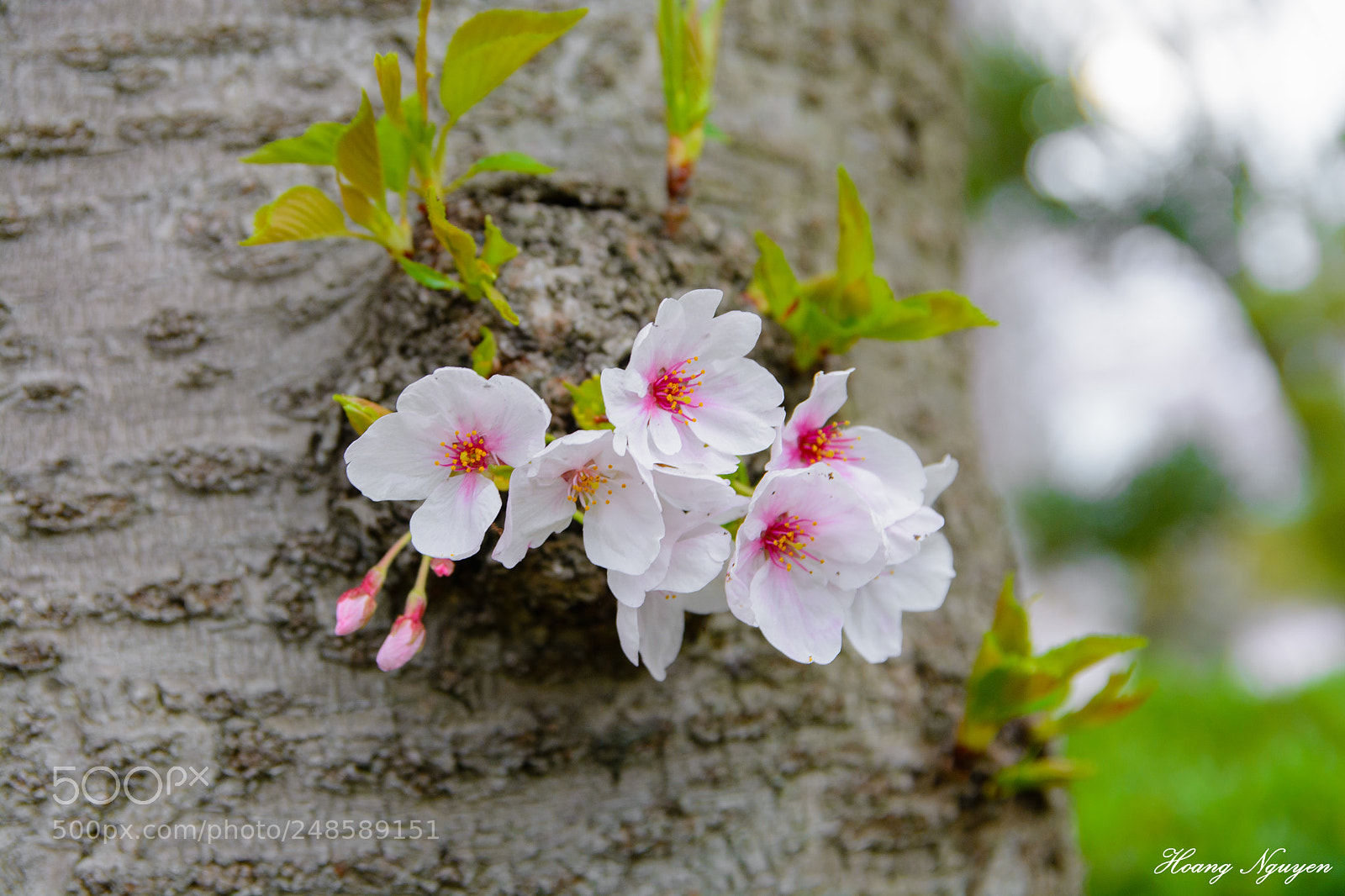 Nikon D7100 sample photo. Cherry blossom photography