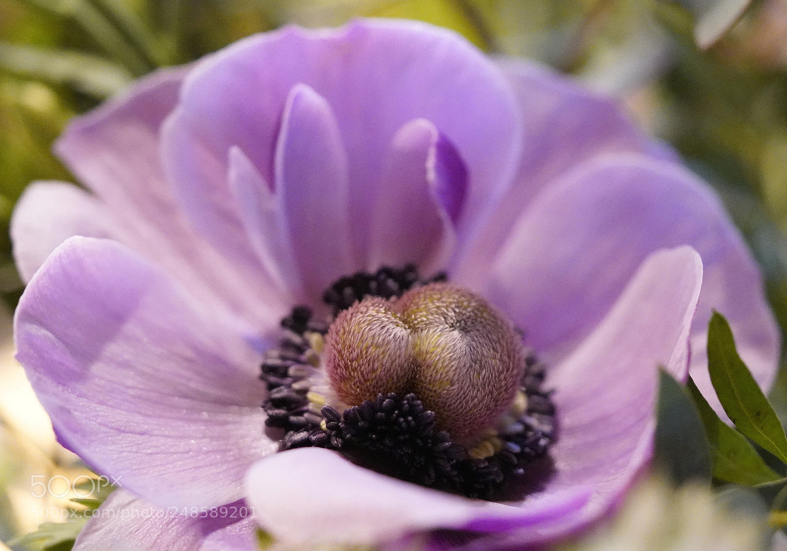 Sony a7R III sample photo. Warm heart photography