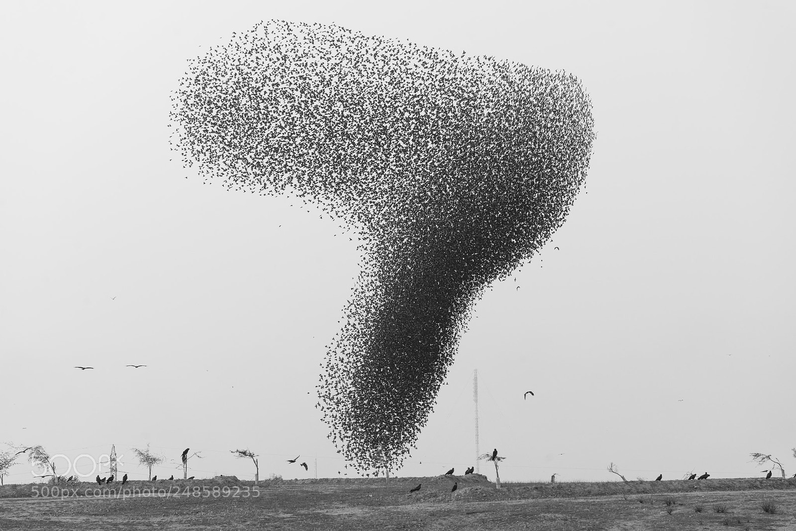 Nikon D800 sample photo. Starlings photography
