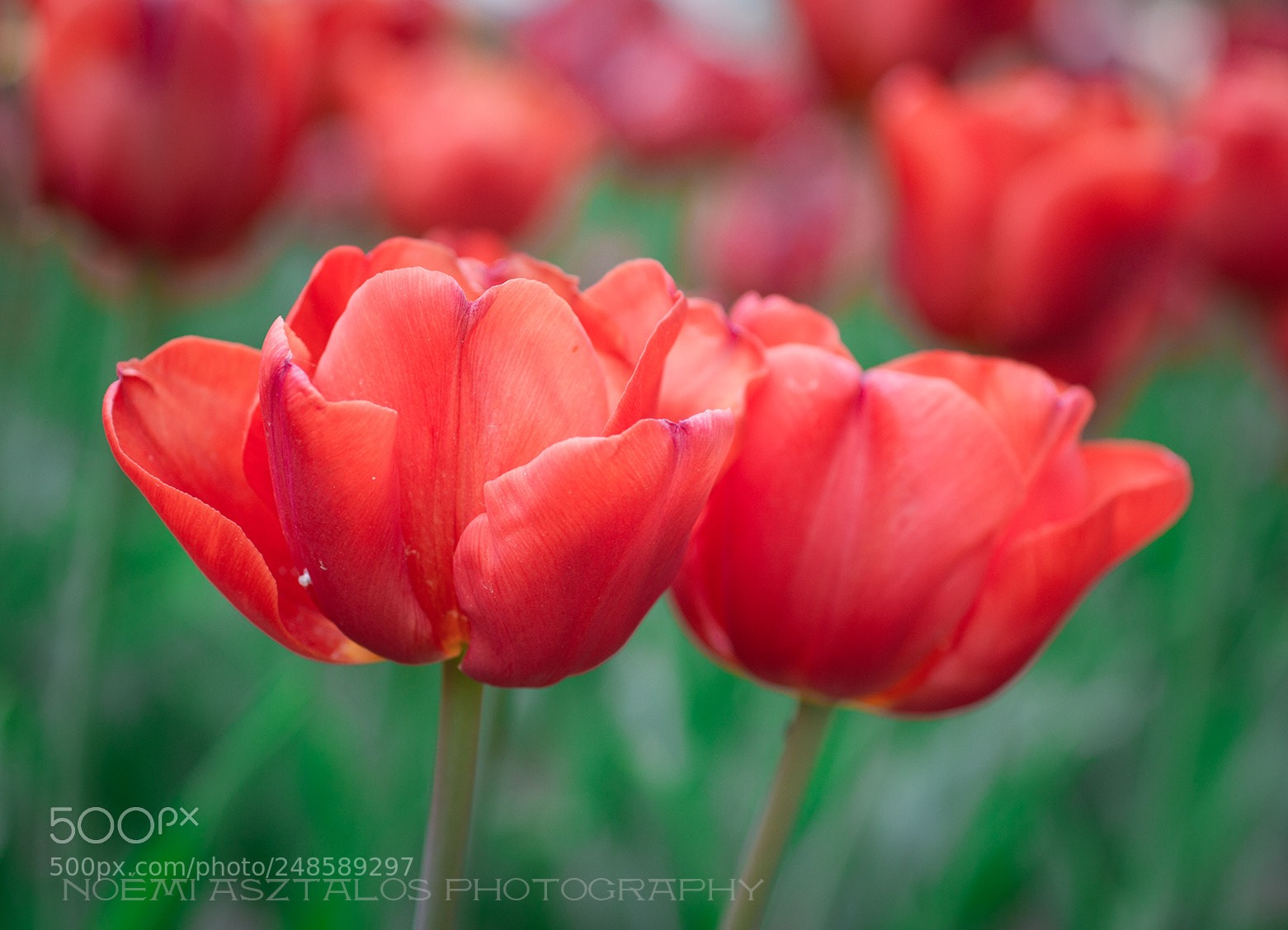 Canon EOS 7D sample photo. Happy woman's day photography