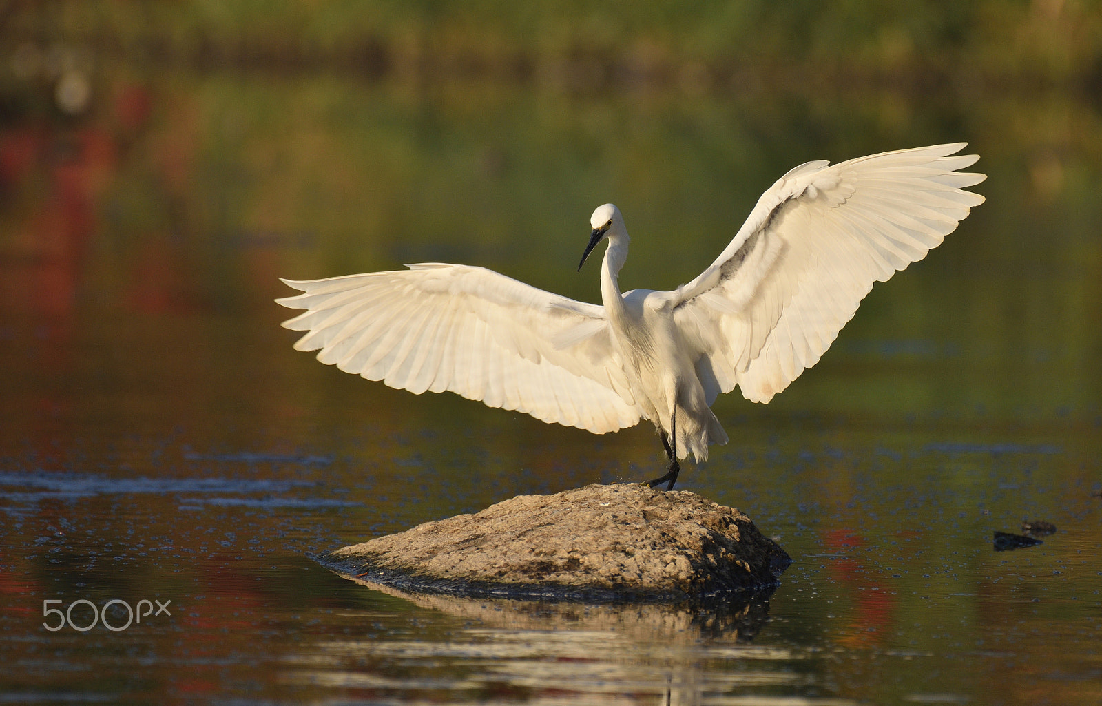 Nikon AF-S Nikkor 200-500mm F5.6E ED VR sample photo. Perfect landing photography