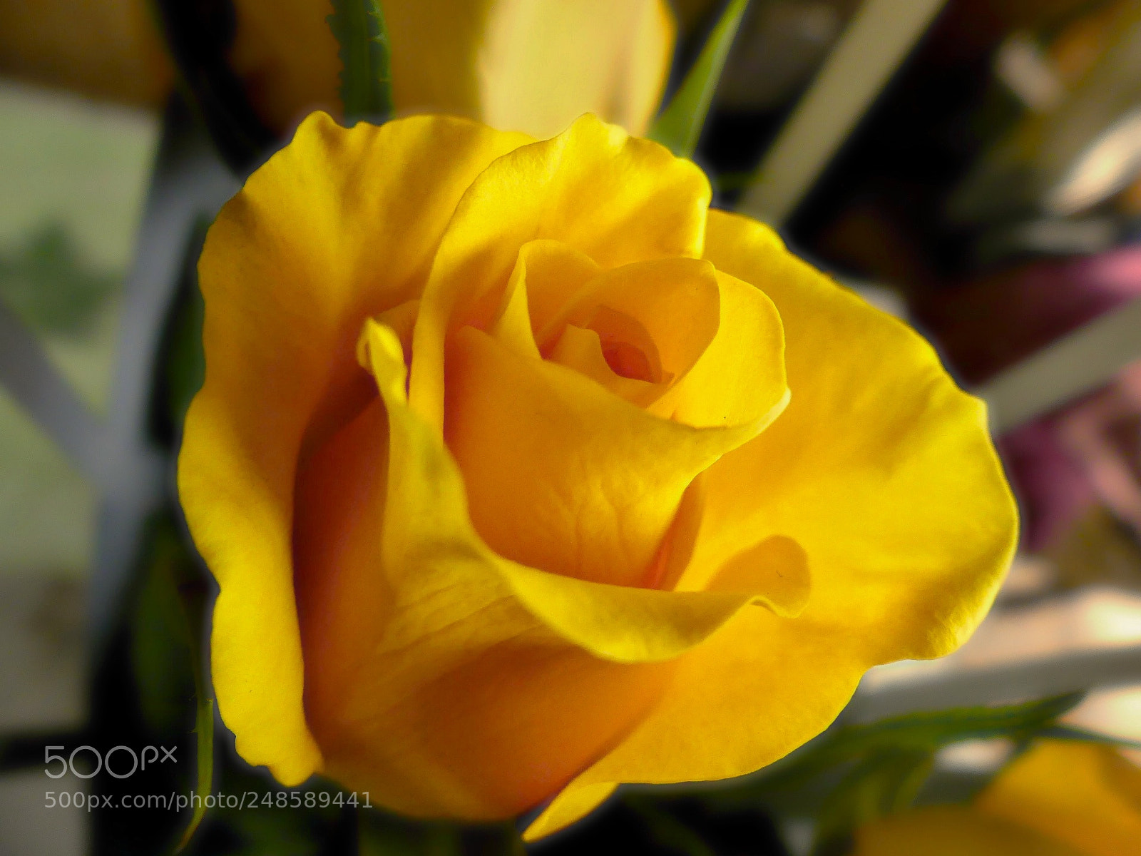 Panasonic Lumix DMC-FZ300 sample photo. Happy women's day!!!! photography