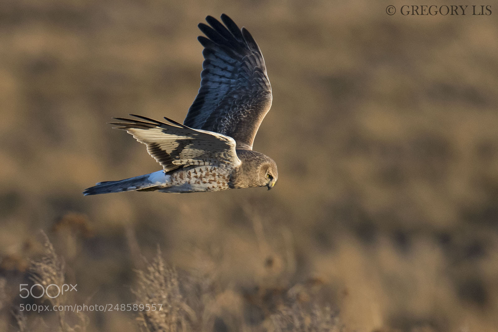 Nikon D810 sample photo. Northern harrier photography